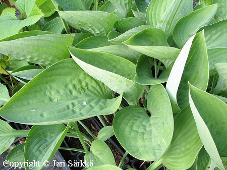 Hosta nigrescens, honsunkuunlilja